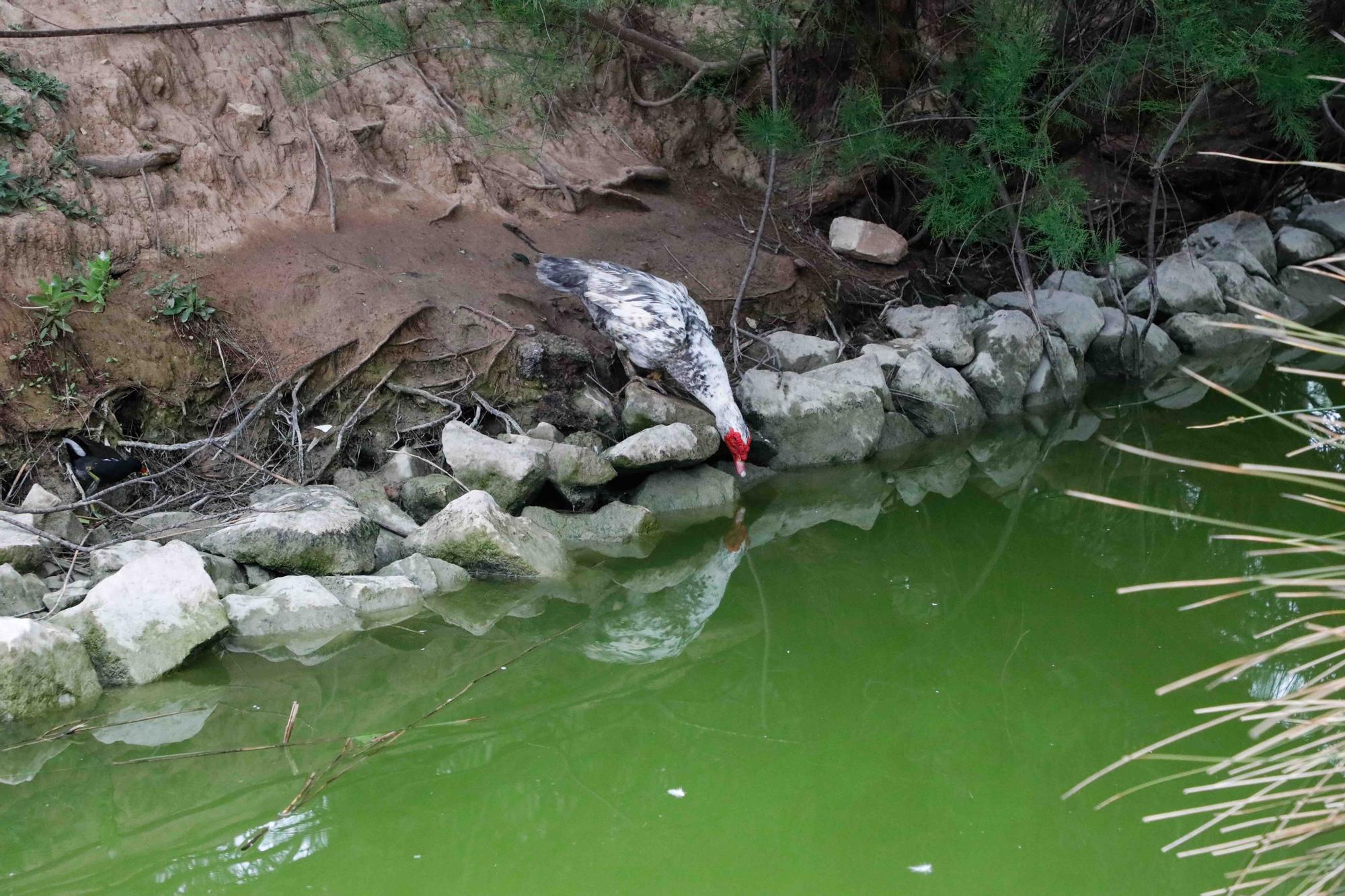 Agua teñida de verde en el Parque de Cabecera