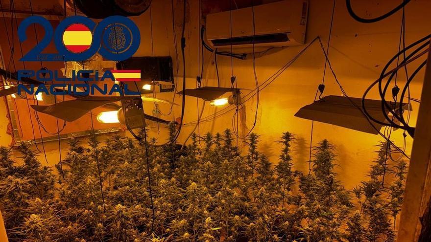 Desmantelan un cultivo de marihuana con casi mil plantas en las Tres Mil Viviendas