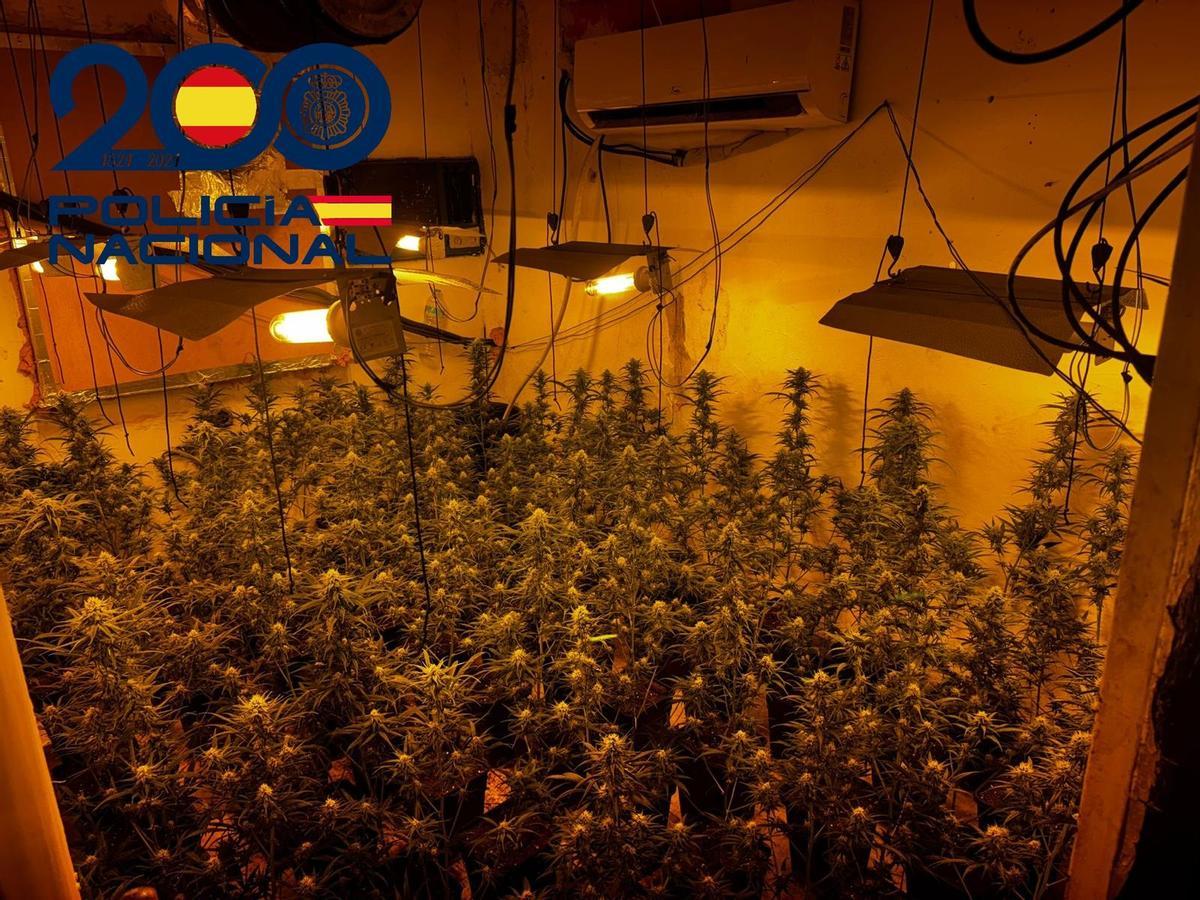 Plantación de marihuana 'indoor' incautada por la Policía Nacional en las Tres Mil Viviendas (Sevilla).