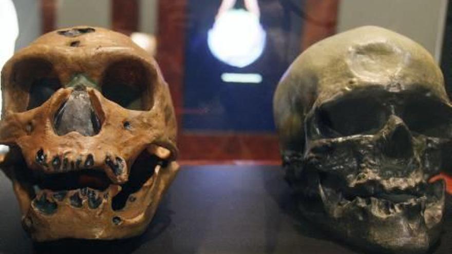 Los cráneos de un homo neanderthalensis (izqda), y un homo sapiens; al lado, la mano y otros huesos en la exposición del MUA.