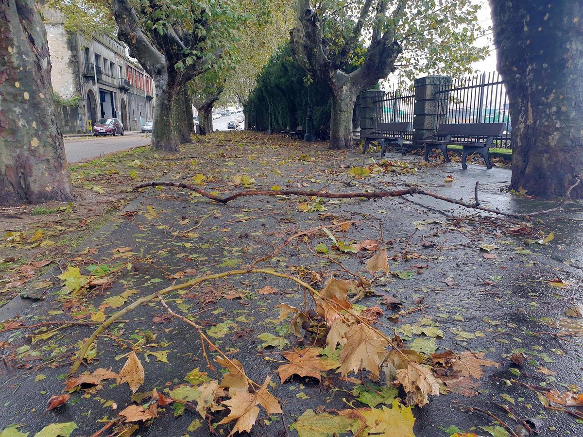 Infinidad de ramas y hojas caídas debido al temporal en Vigo