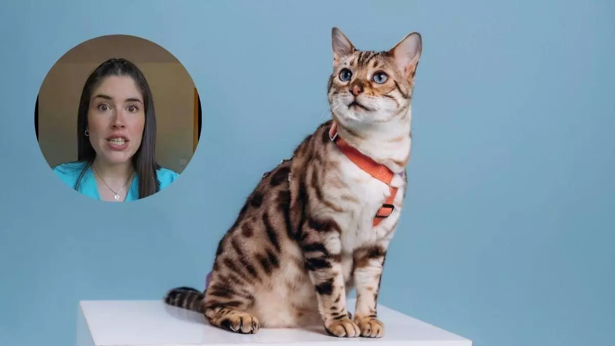 María Vetican, veterinaria, explica los síntomas de la insuficiencia renal en gatos: «No tiene cura, solo podemos ralentizarlo»