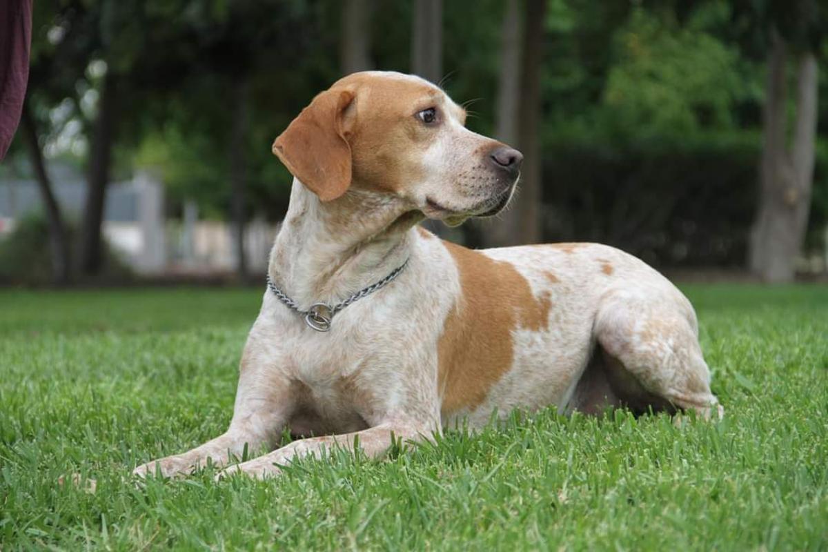 Imagen de Pivo, animal que llegó a la vida de Lidia para transformarla.