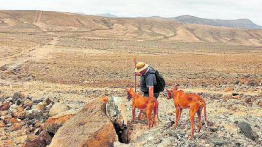 Coalición Canaria critica la masiva presencia de cazadores de otras islas en Fuerteventura
