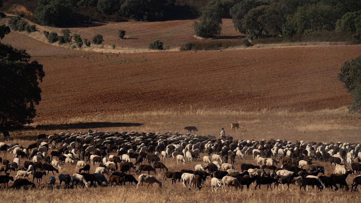 Las ovejas camino de Fontanillas de Castro