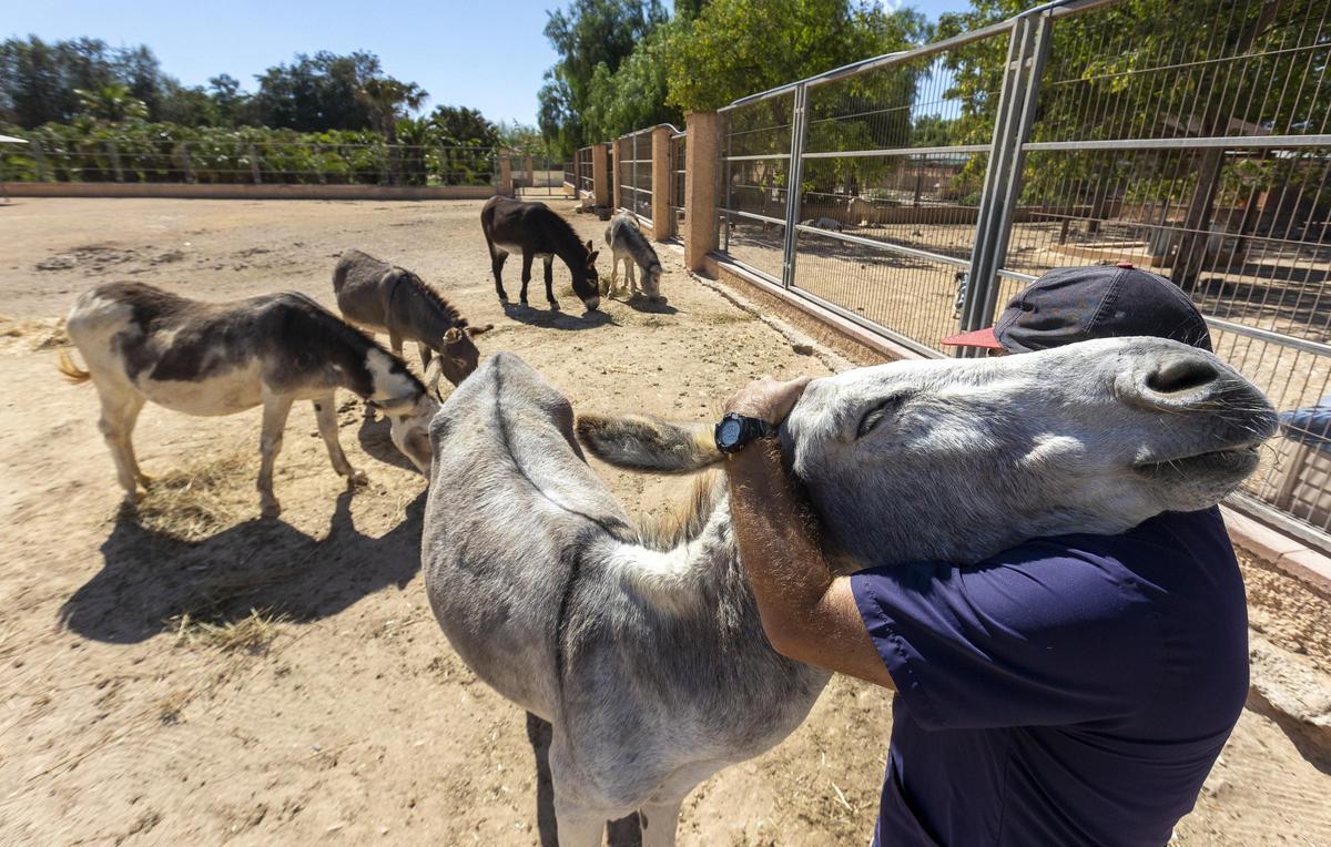 Burros a la espera de adopción en Alicante Protectora