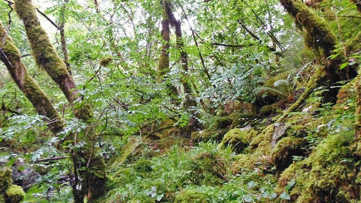 Vegetaciónautóctona de este sorprendente bosque atlántico