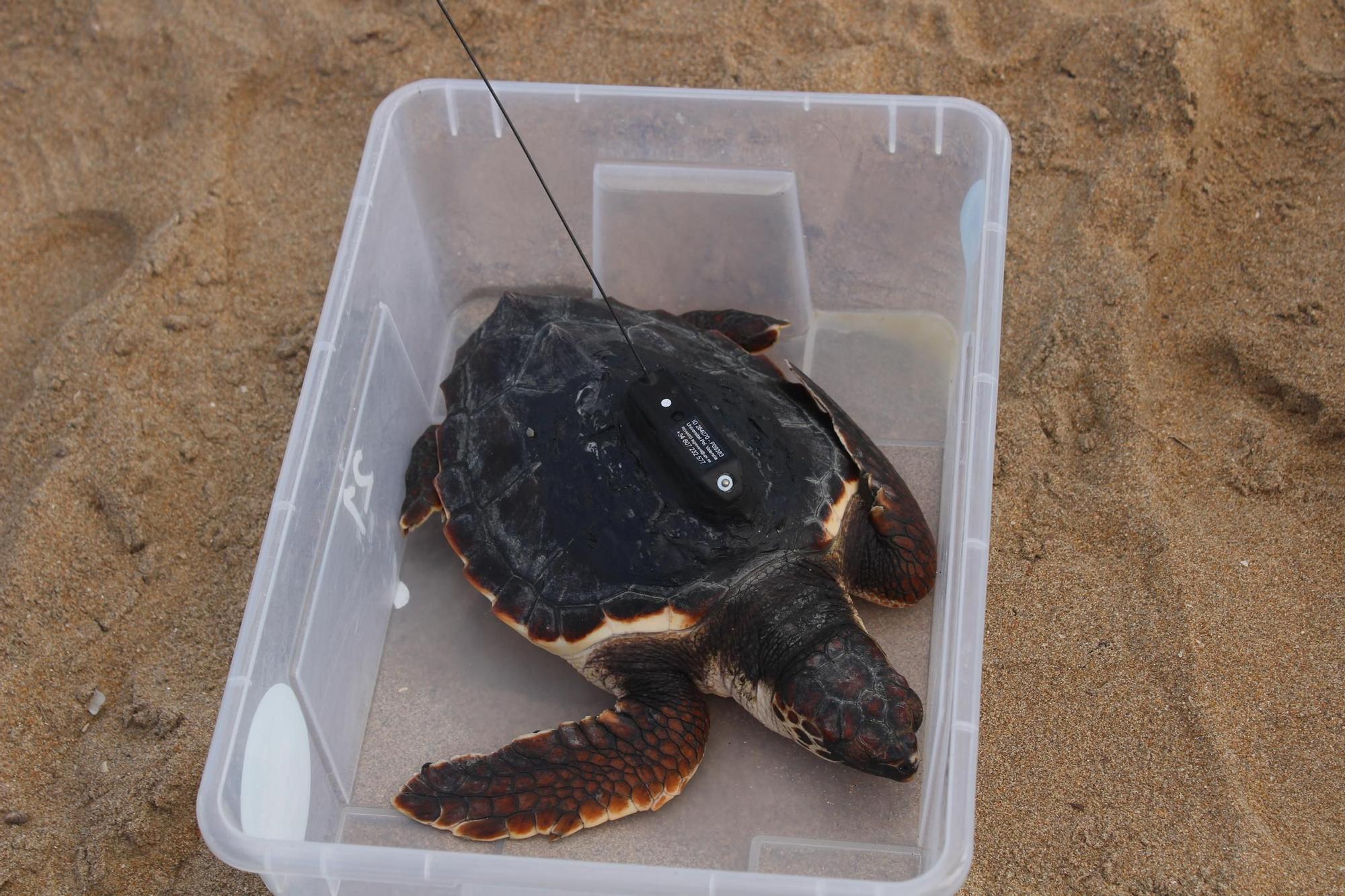 Una gran fiesta que conciencia: las tortugas vuelven al mar en Dénia