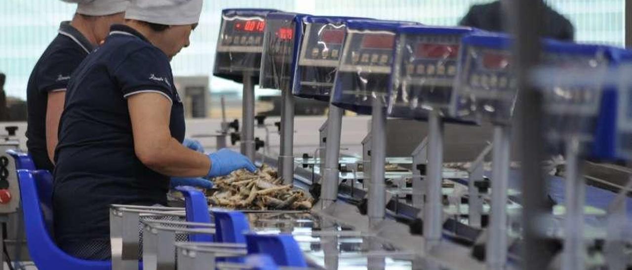 Trabajadoras en la cadena de una conservera gallega. // Iñaki Abella