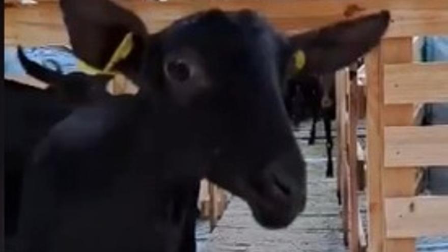 Las cabras de Alicante vuelven a volar hacia África y Oriente Próximo