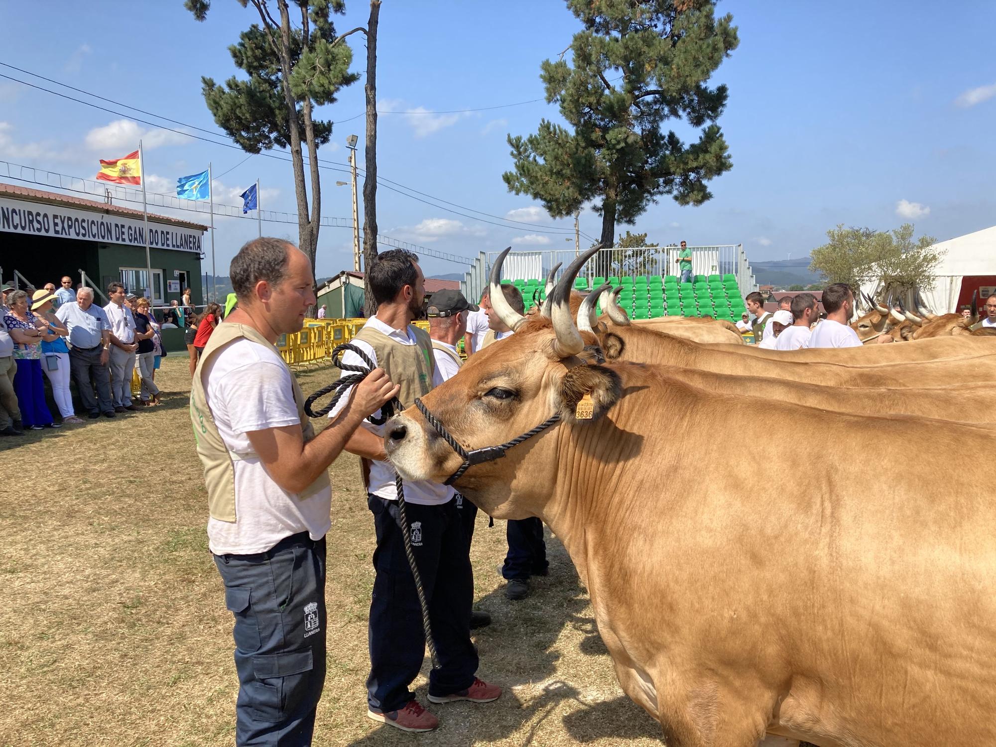 El concurso de ganado de Llanera fue todo un éxito: aquí tienes algunas de las reses ganadoras