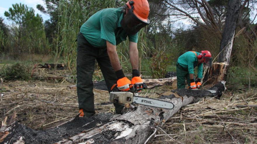 Planten uns 1.400 arbres als terrenys de Jafre afectats per l&#039;incendi de fa un any