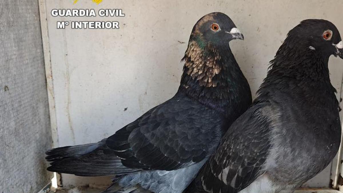 Dos de los palomos deportivos recuperados en Almassora.