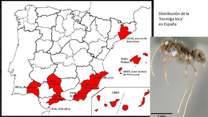 Gràfic de la distribució de la &#039;formiga boja&#039; a Espanya