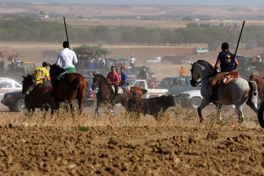 Encierro campero en Moraleja del Vino