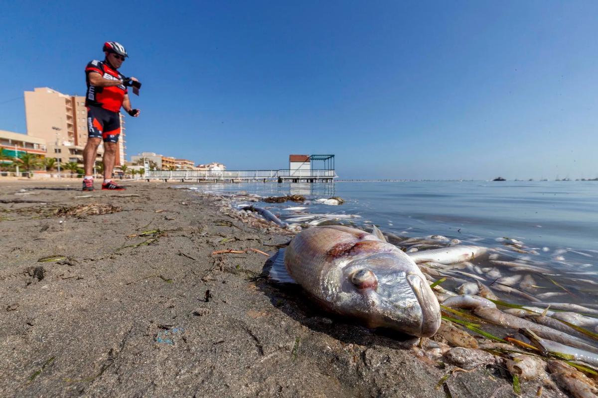 Peces muertes en el Mar Menor en octubre de 2020.