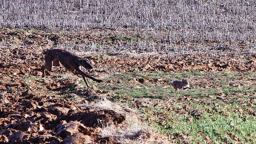 Morales de Toro suspende la caza de liebre con escopeta por causa de la mixomatosis