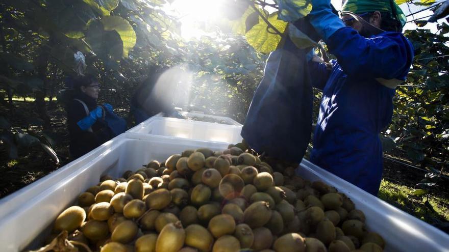 La vitamina C asturiana abre nuevos mercados y llega hasta Arabia Saudí y Sudáfrica