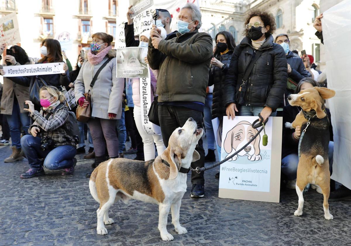 Decenas de personas protestan en Barcelona contra la experimentación con perros beagle