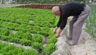 El germen de la huerta alicantina