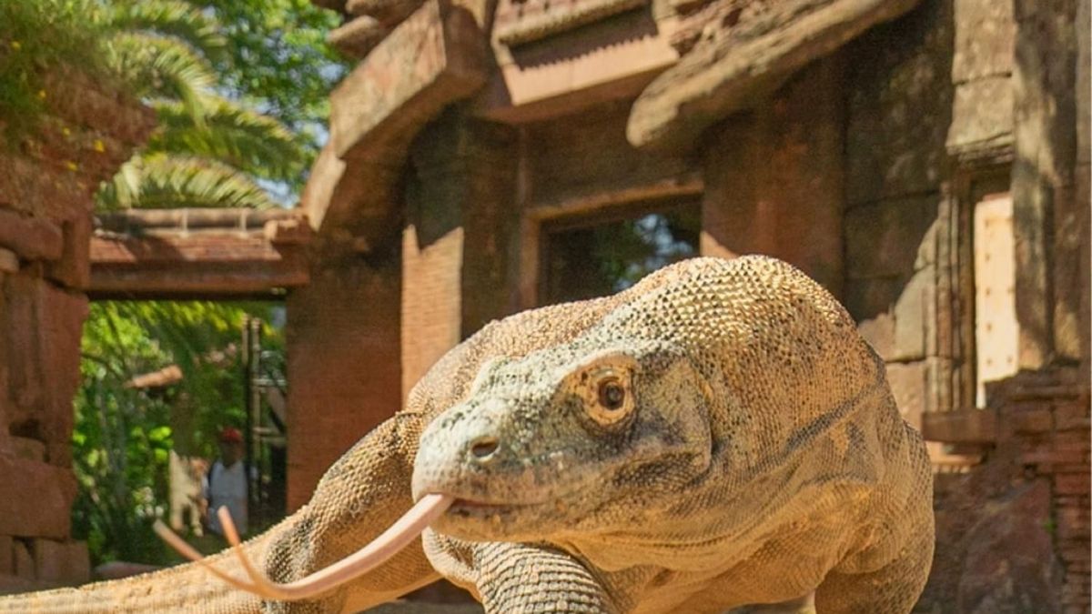 El cambio de los parques animales: de zoológicos a centros de preservación