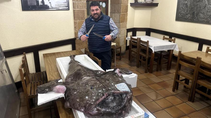 El pixín de 53 kilos vendido en Avilés ya está listo para ser cocinado: así lo van a preparar