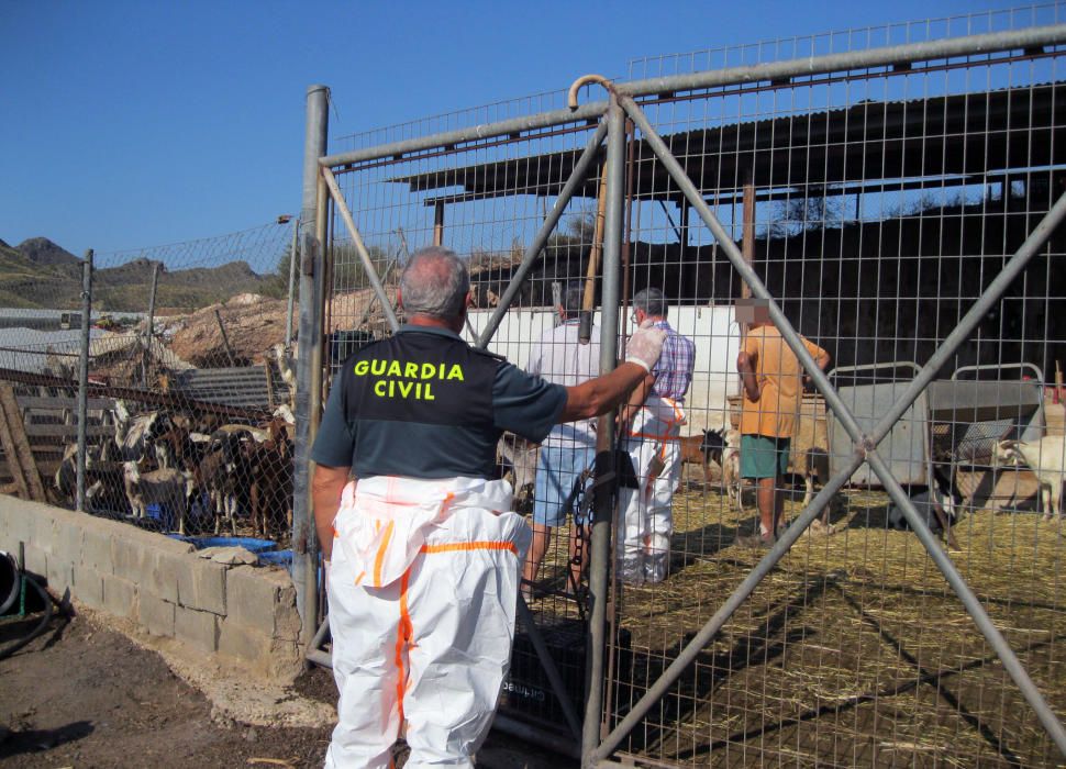 Hallan una granja de ovejas que vivían con otras muertas