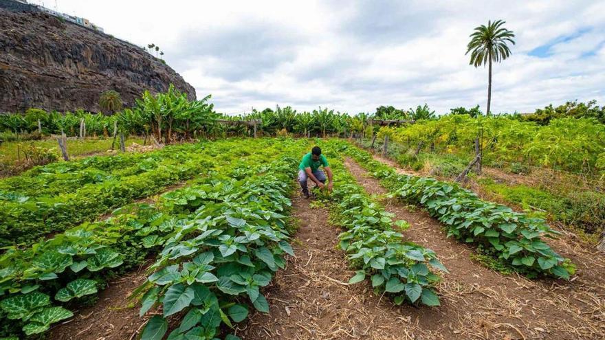Un agricultor en una finca de La Gomera.