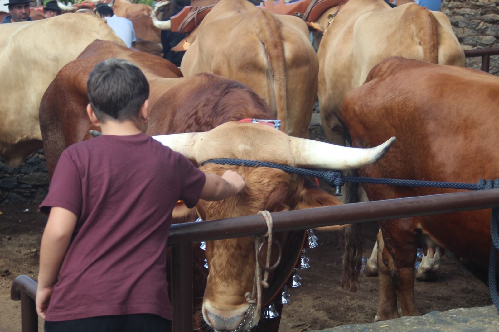 Romería de San Antonio Abad, en La Matanza