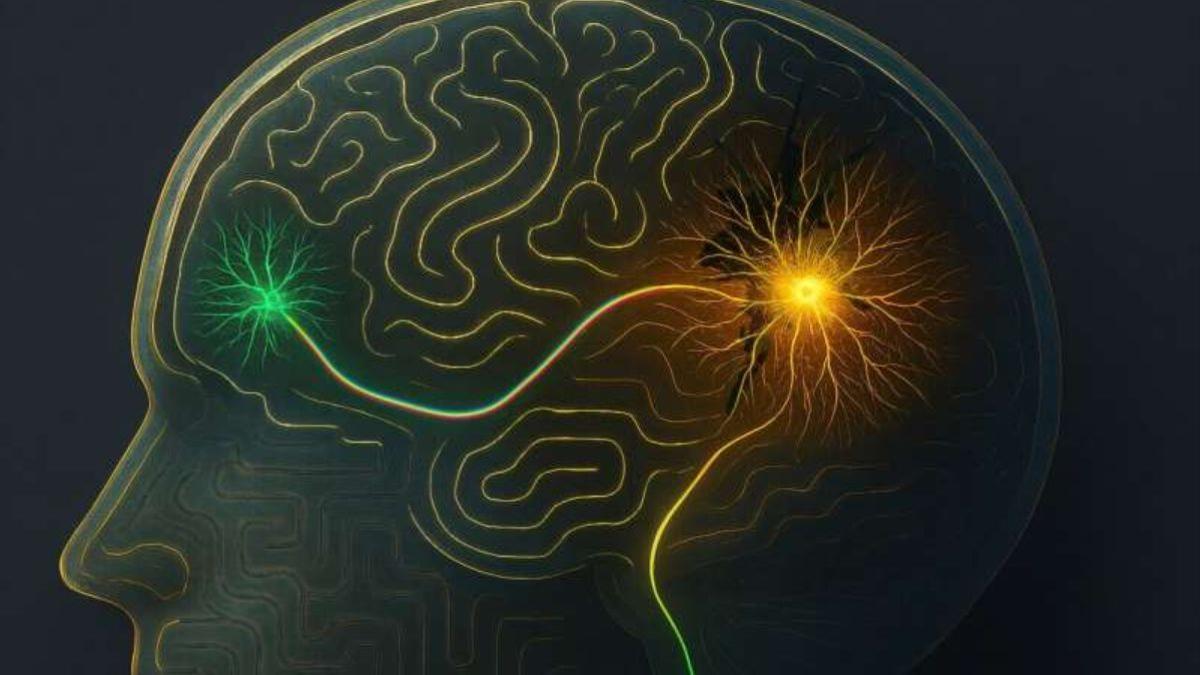 Regeneran zonas dañadas tras un derrame cerebral.