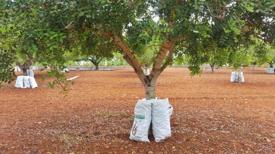 El precio de la algarroba se dispara  en un año de recogida récord