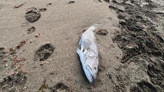 Denuncian la aparición de miles de peces muertos en la playa de La Tejita
