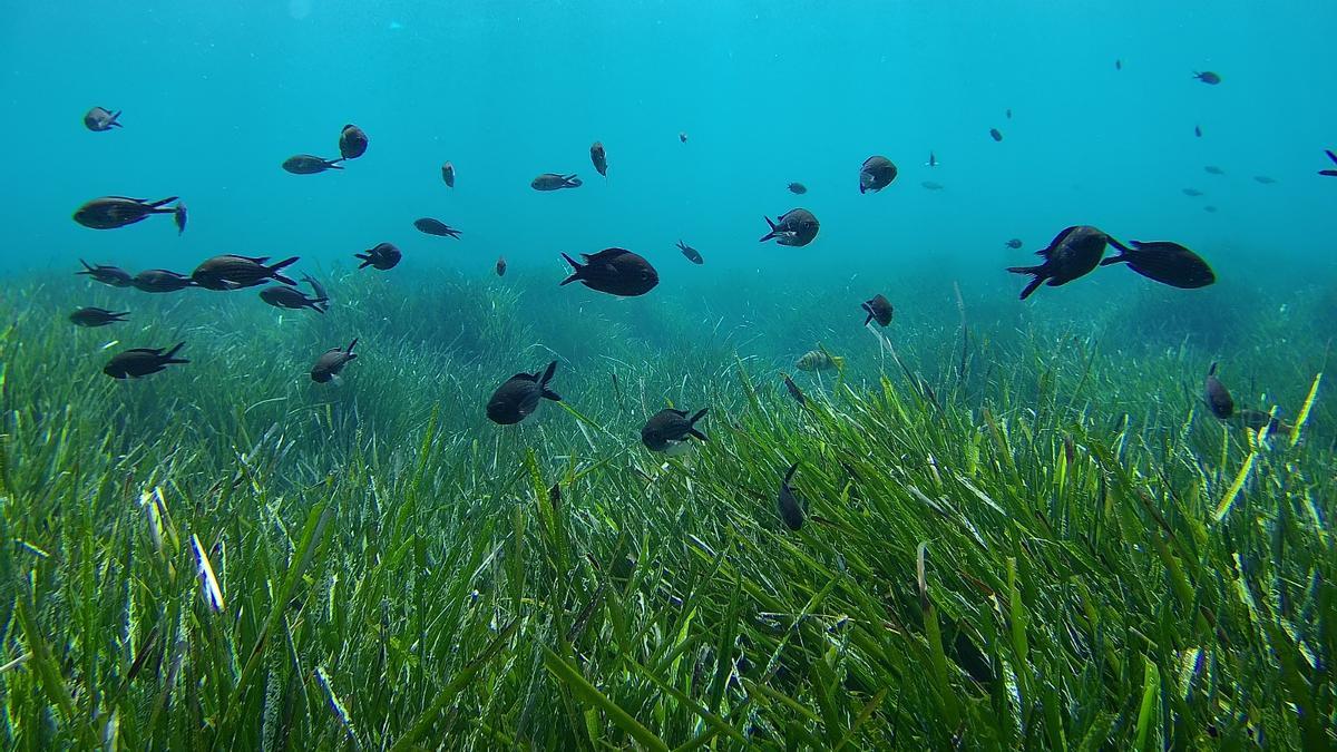 Praderas de posidonia en los fondos marinos de Baleares