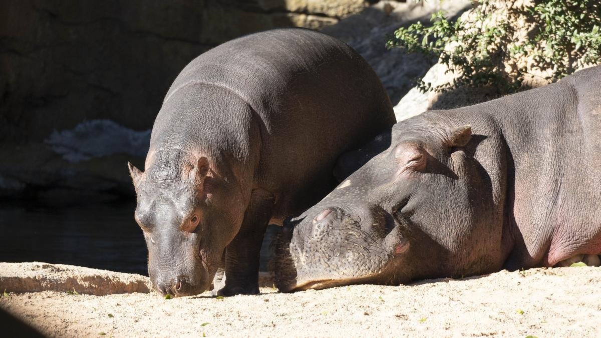 Bebé de hipopótamo de siete meses en Bioparc València.