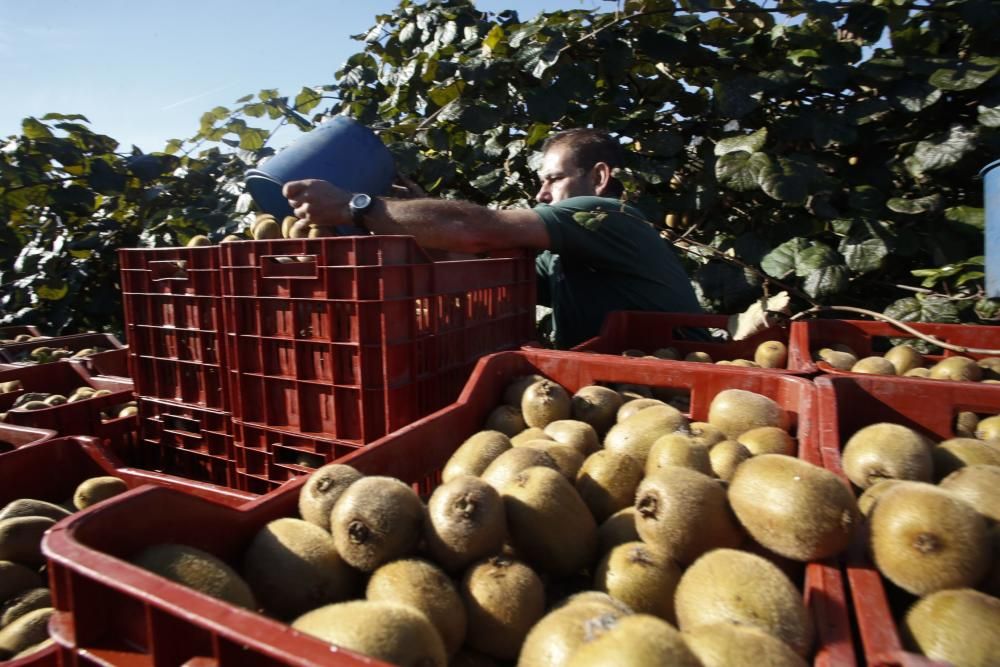 La recogida del kiwi en Pravia