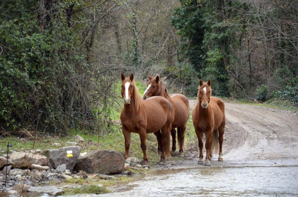 Cavalls. Aquesta pista travessa la riera de Coaner i forma guals quan porta aigua, que fan dubtar aquests bonics cavalls per continuar el seu camí. f