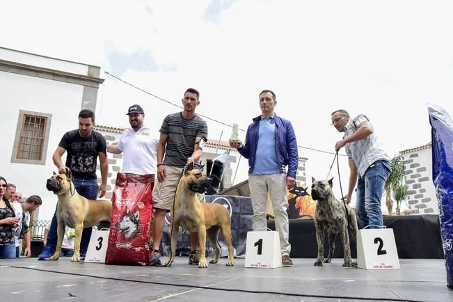 Celebración del I Certamen Nacional de perro ...