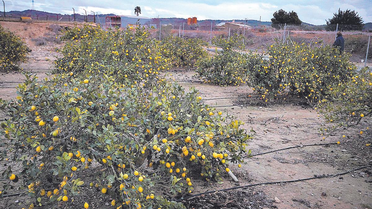 La comarca de la Vega Baja es la principal zona productora de limones de la provincia.