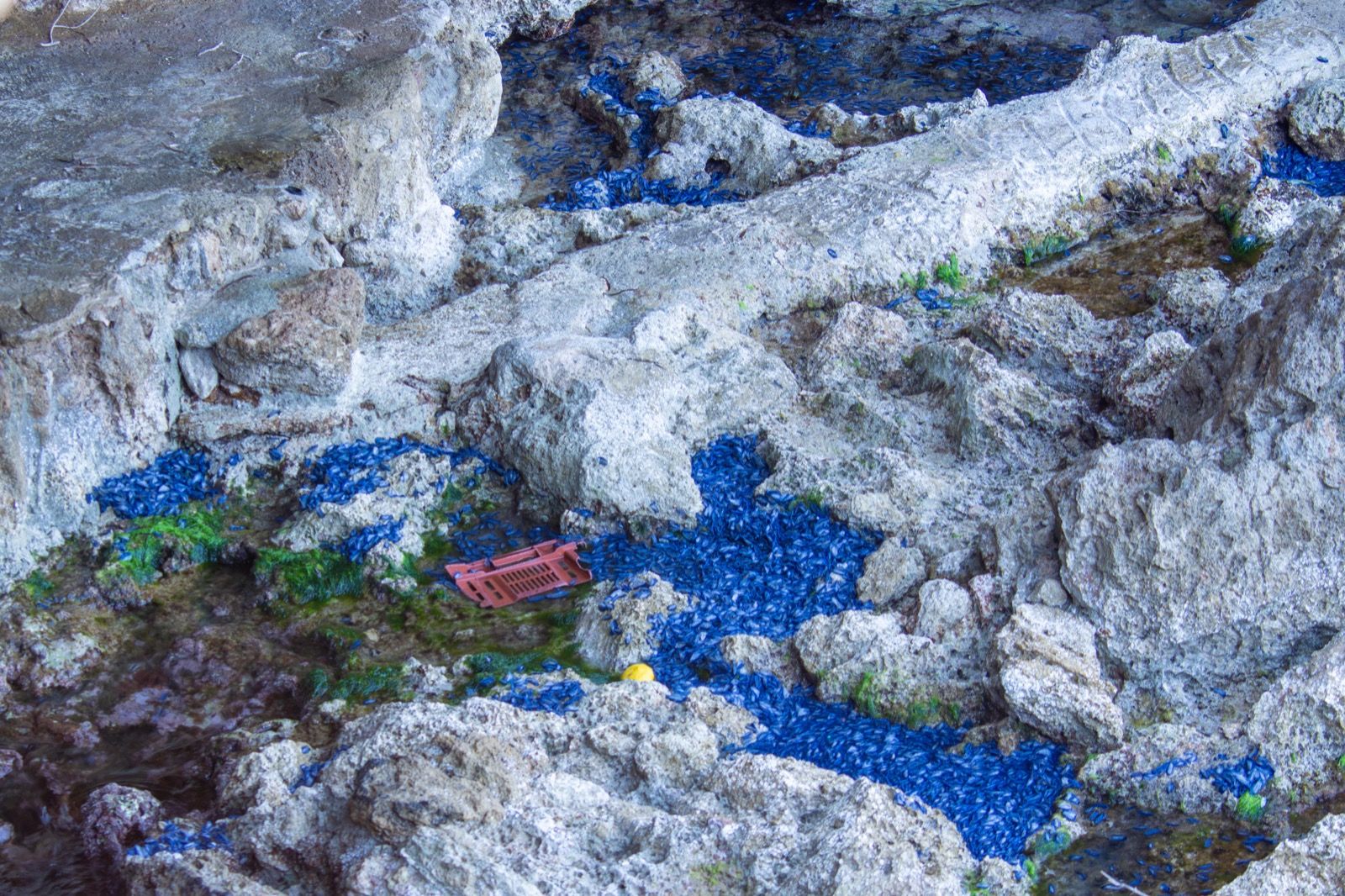 Medusas velero en Ibiza