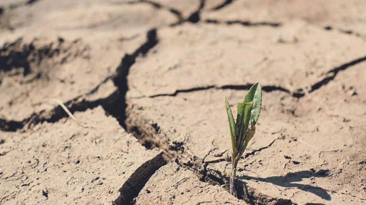 Planta resiliente a la sequía.
