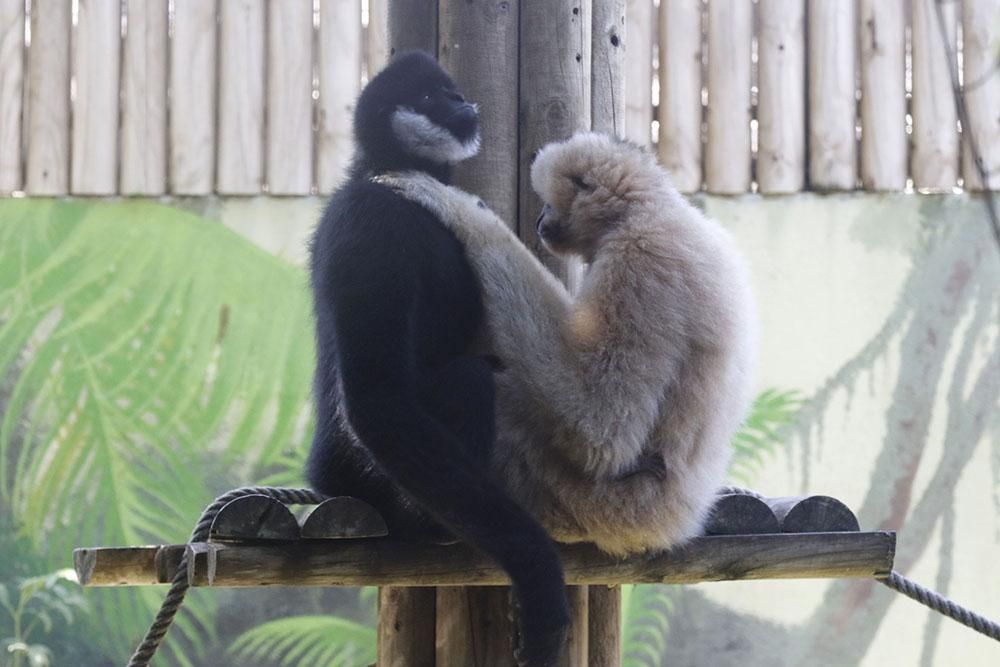 Un pequeño gibón nuevo inquilino del Zoo