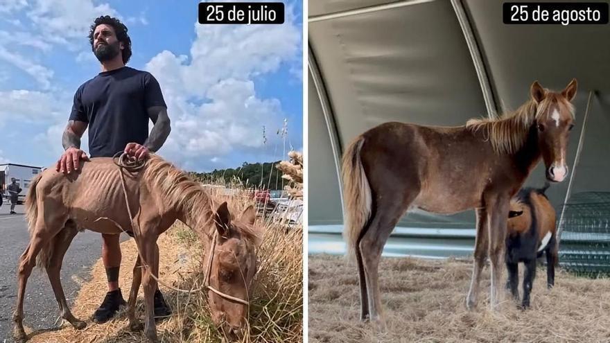 Fiuncho, el potro rescatado en condiciones extremas en Santiago, muestra su recuperación un mes después