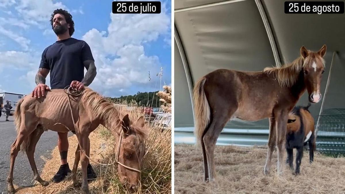 El antes y el después de Fiuncho, el potro en pésimas condiciones que el activista animal Javier Otero rescató en Santiago.