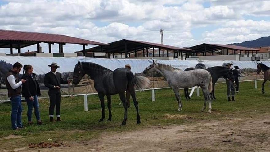 Ejemplares participantes en una pasada edición de la Feria del Caballo de Albalá.