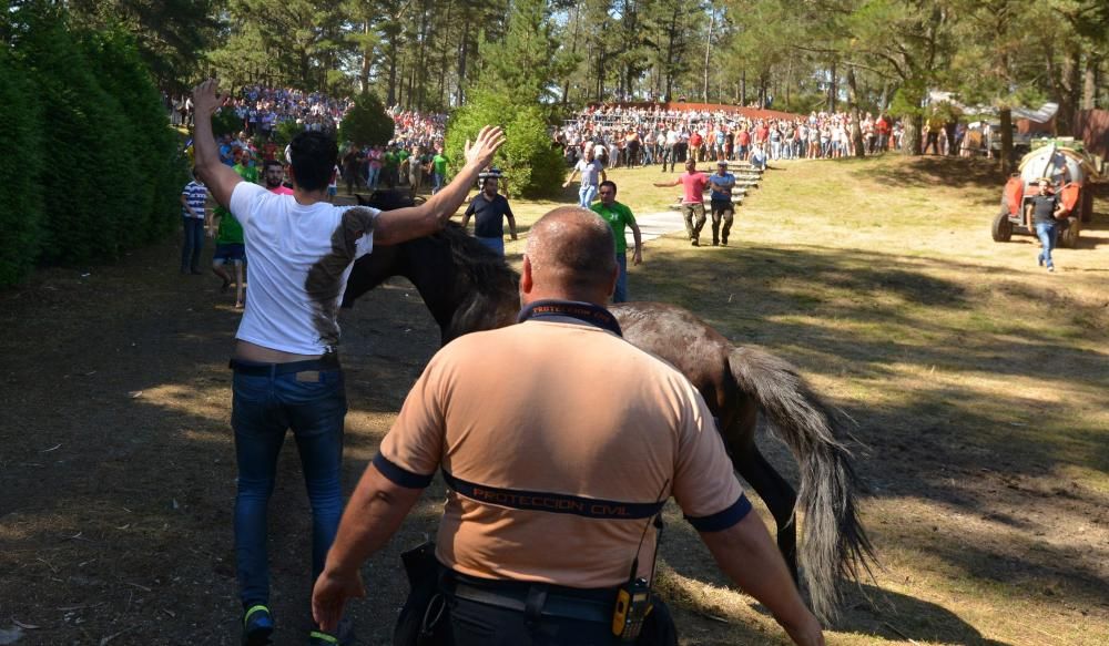 Amil celebra una accidentada Rapa das Bestas