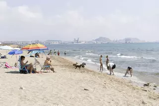 La playa canina de Agua Amarga de Alicante se queda sin servicios para perros
