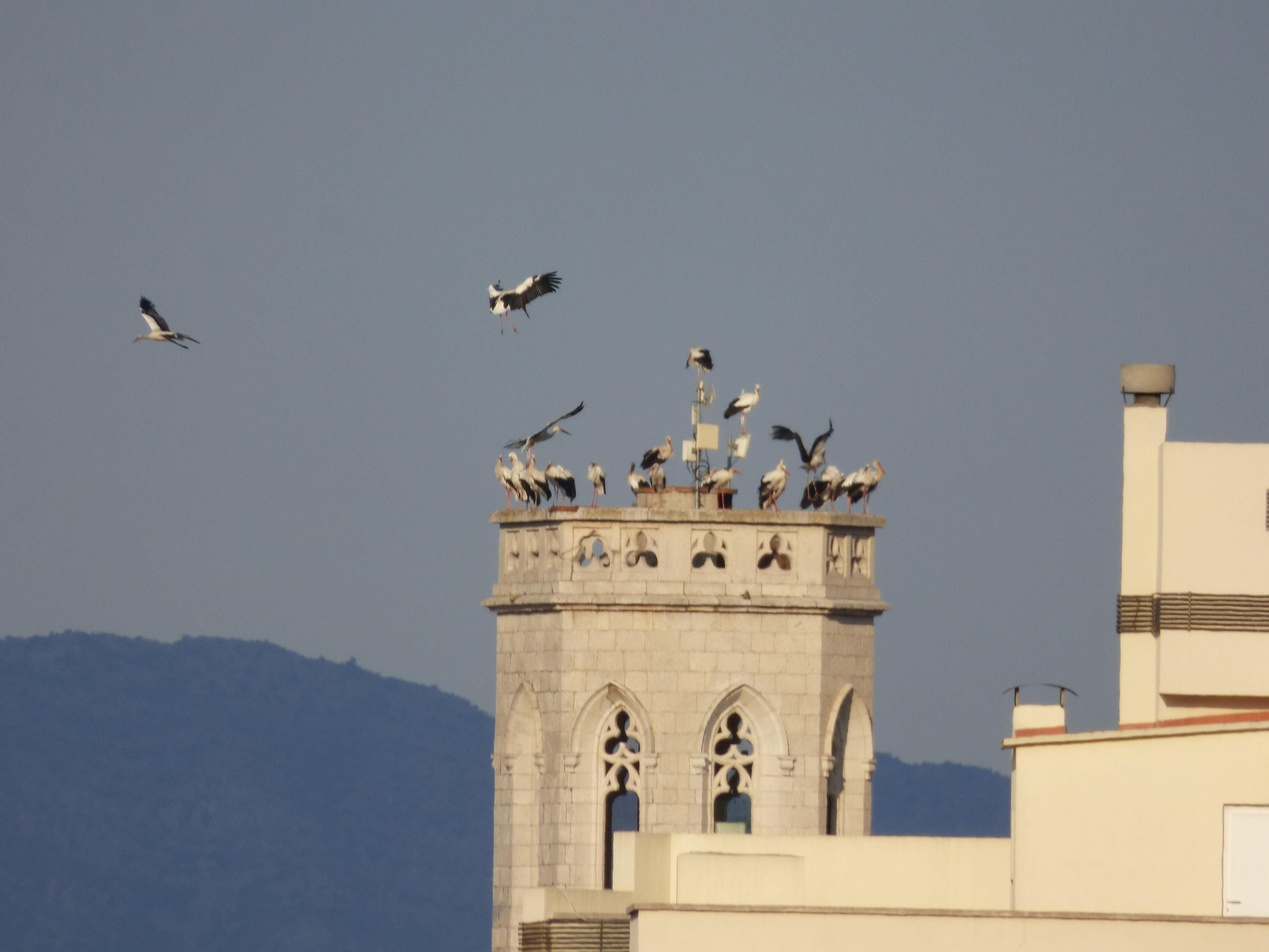 Un estol de cigonyes fa parada a Figueres