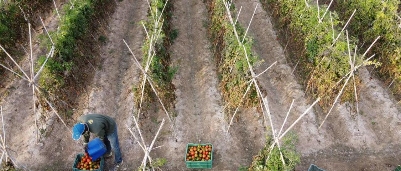 Una plantación de tomates en una finca de Elche.