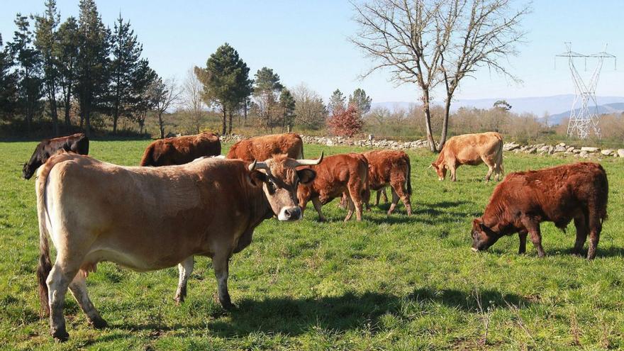 El «COVID de las vacas» se cebó con la muerte de 843 reses en más de 2.250 granjas gallegas