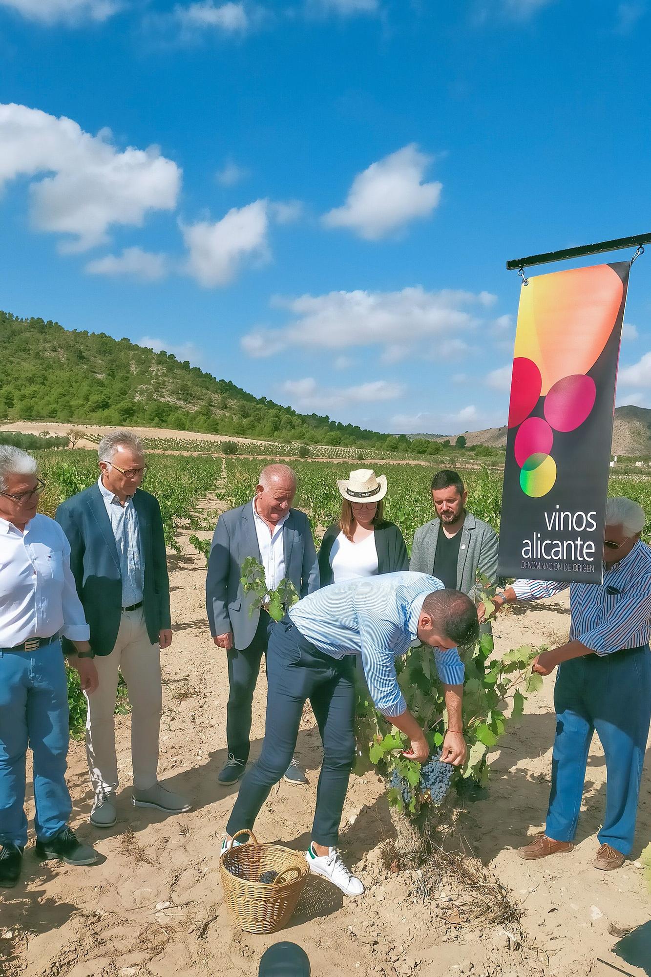 El vino afronta la campaña con menos producción y el temor a una caída de ventas